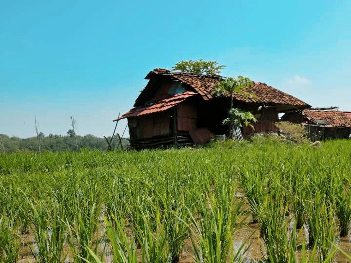 Menuju Lokasi Pemeriksaan Setempat, Hakim PN Sumedang 1 Jam Jalan Kaki